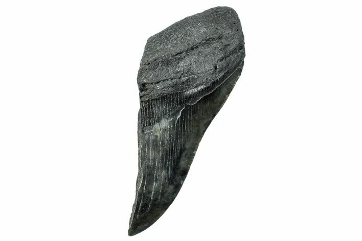 Partial Fossil Megalodon Tooth - South Carolina #250051